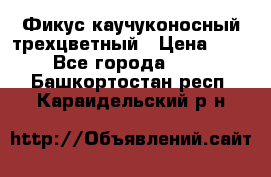 Фикус каучуконосный трехцветный › Цена ­ 500 - Все города  »    . Башкортостан респ.,Караидельский р-н